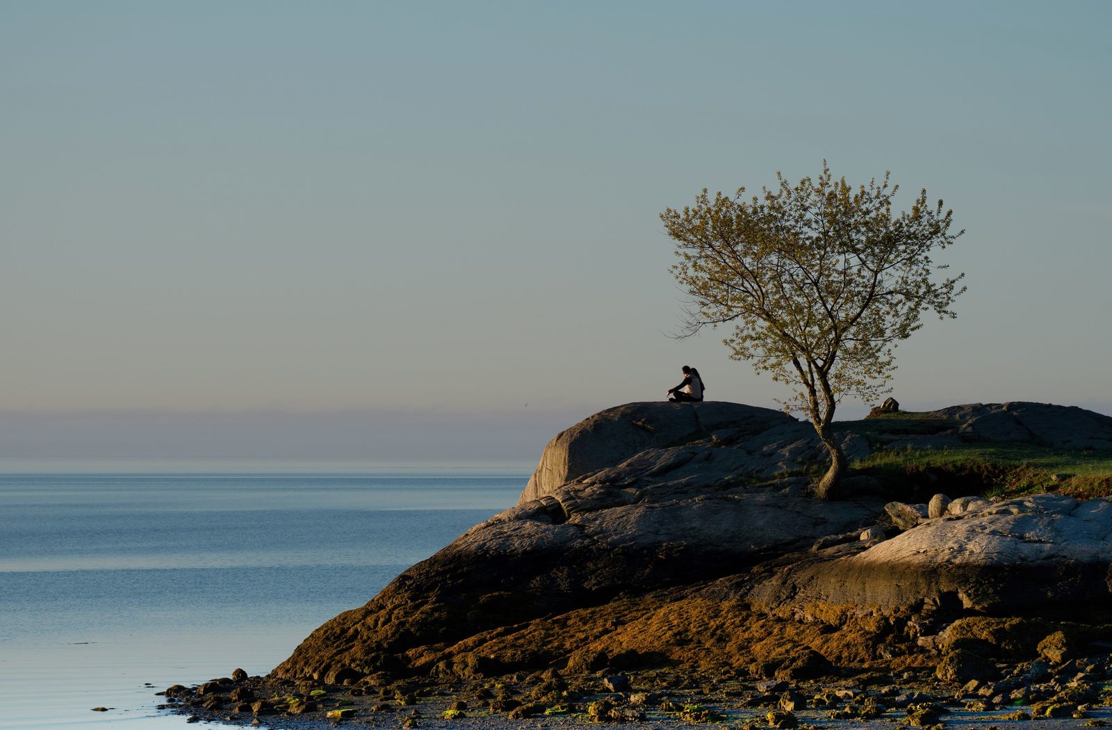 A lone tree on a rock by a calm sea, a figure sitting beside it